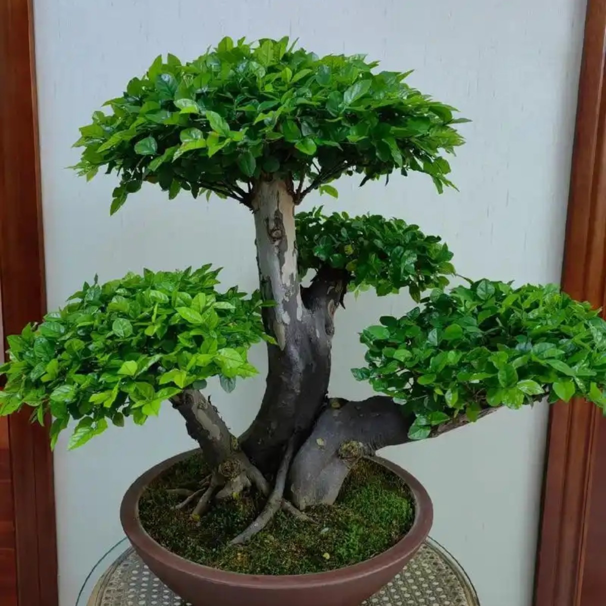 高端盆景/盆栽 雀梅