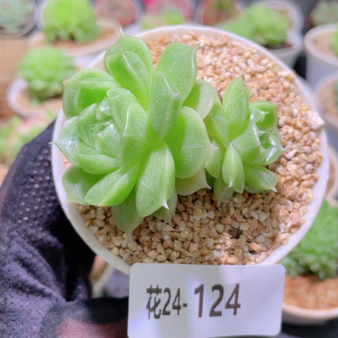 花利美24-124麦秆