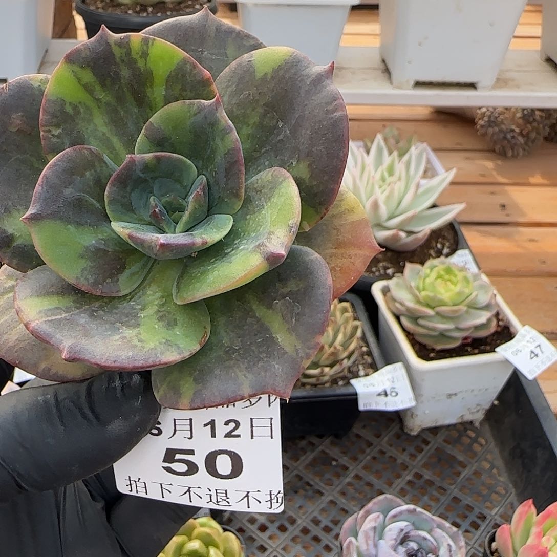 0612-50不鲁门卡锦