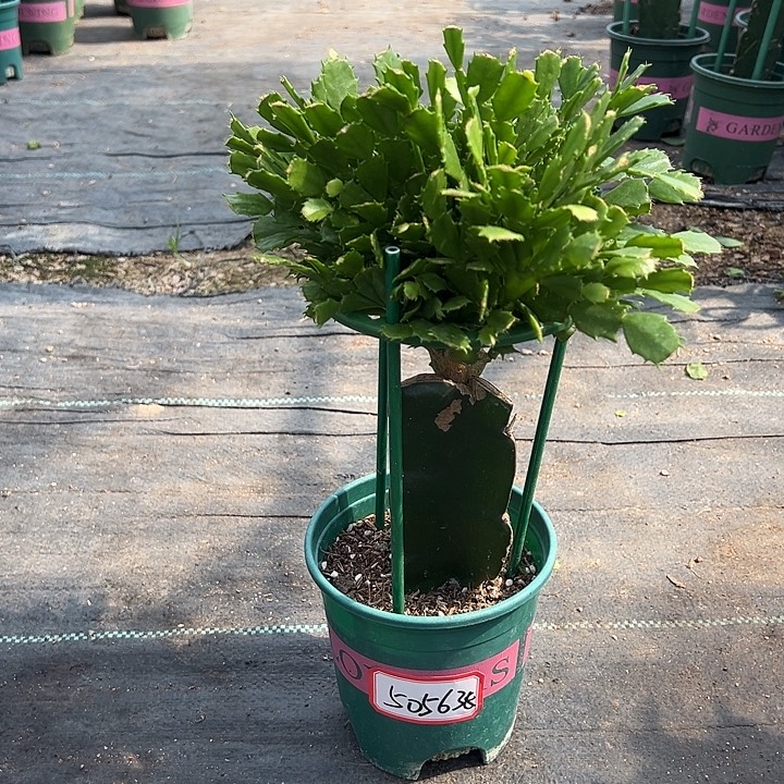 050带花架尾号5056