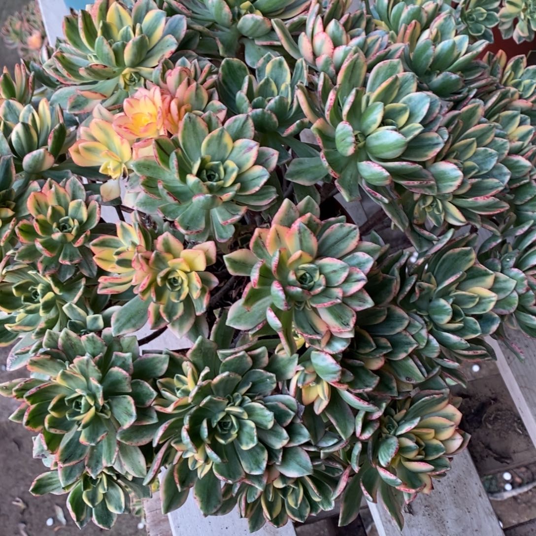 甜茶多肉1颗多肉多肉