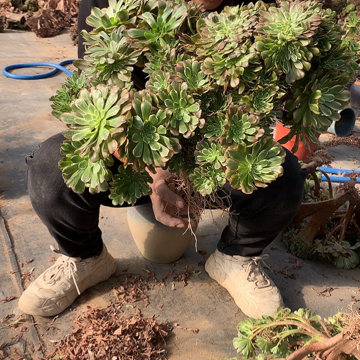 A***a大粉黛朵朵寄养春发货