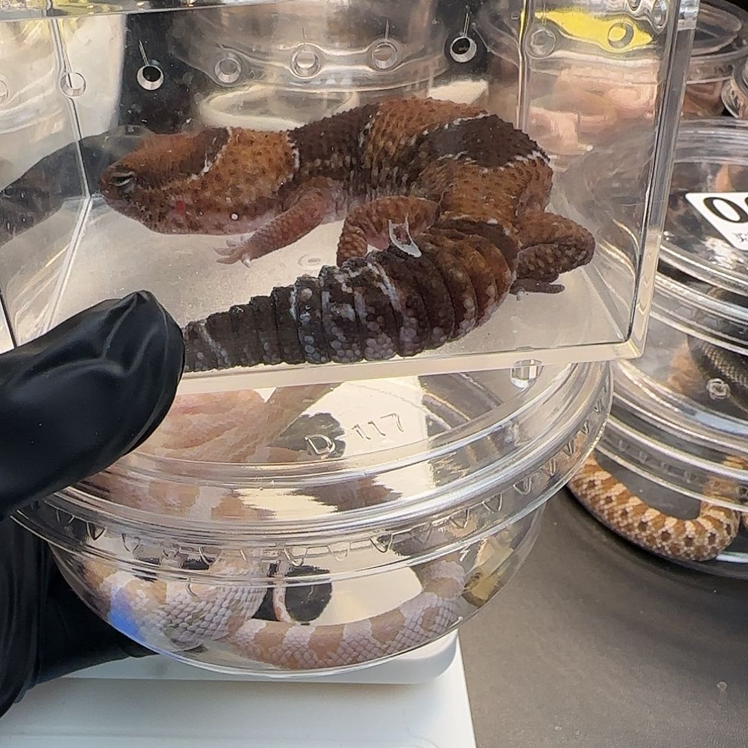 肥尾守宫0000000004