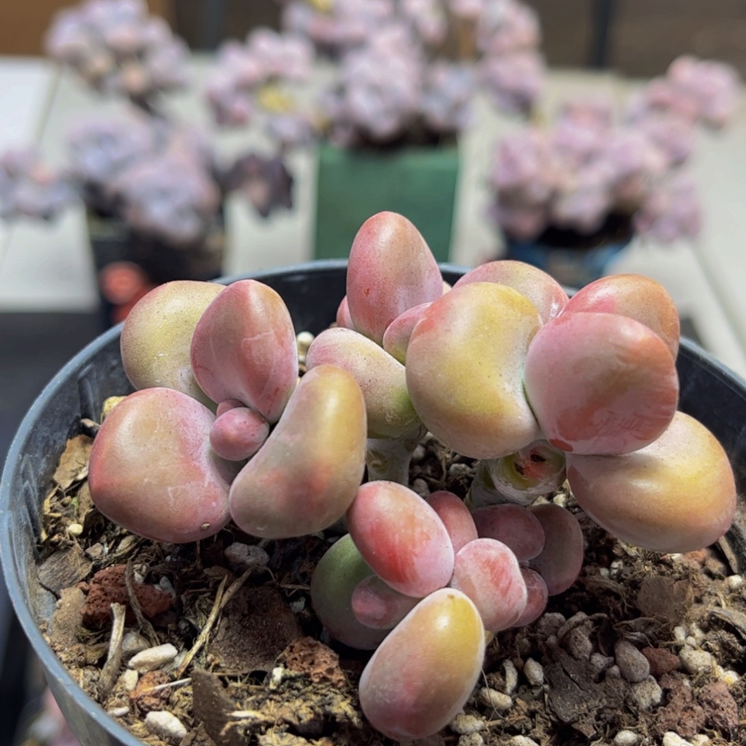 701/6cm芒果kk奶多肉