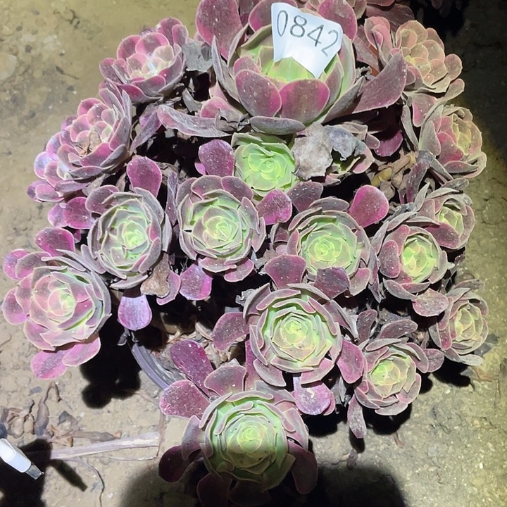 多肉植物法师842凤冠