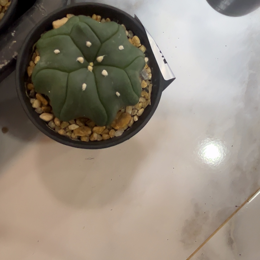 狂***牛B012号兜9.22仙人球