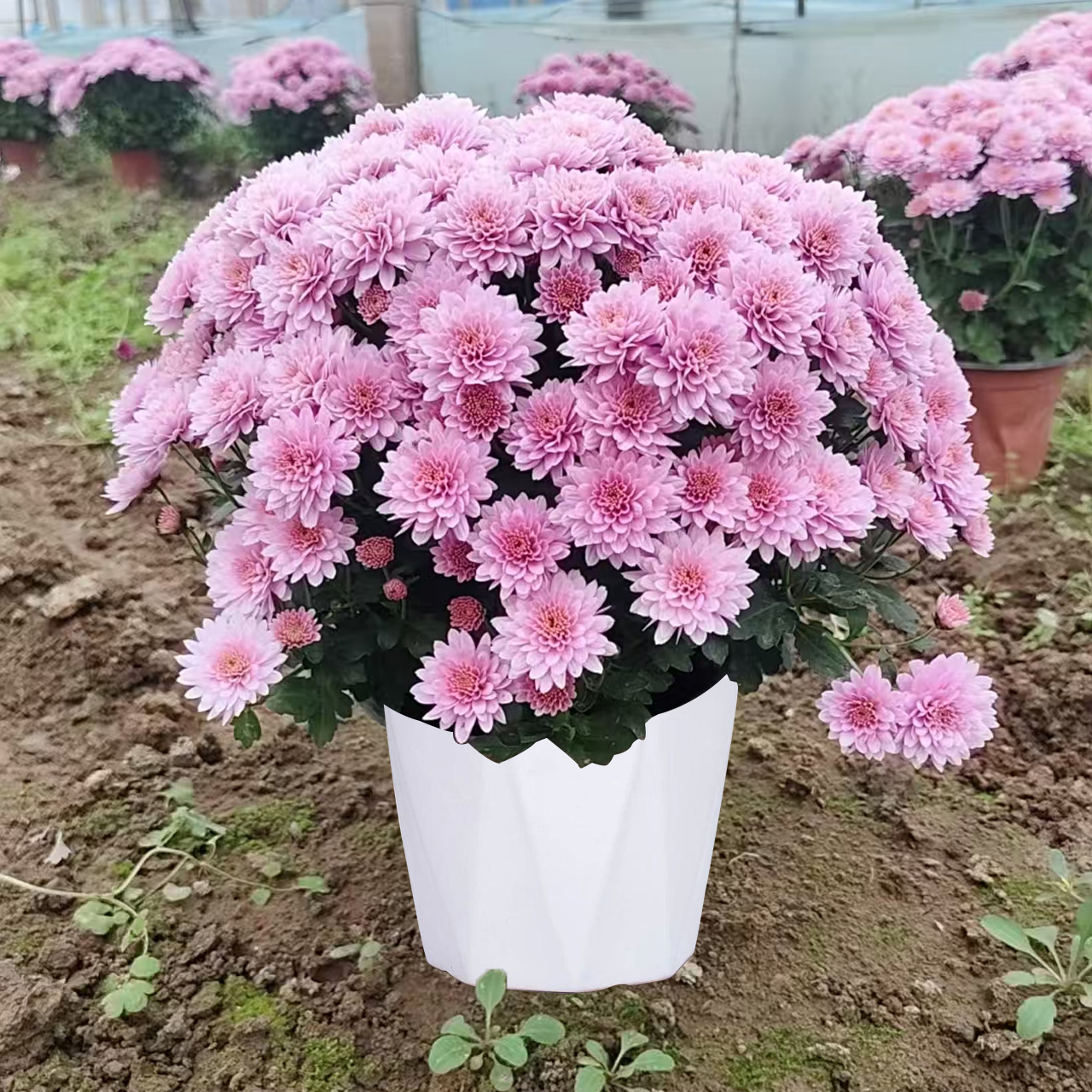 球菊盆栽带花苞发货耐寒耐热多年生易养护适合阳台种植花卉