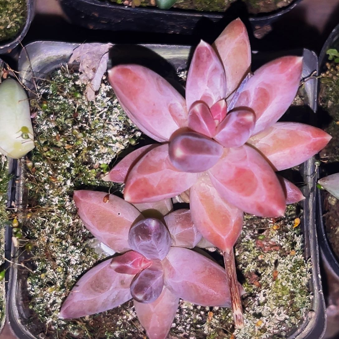 桔云多肉美人精品系列