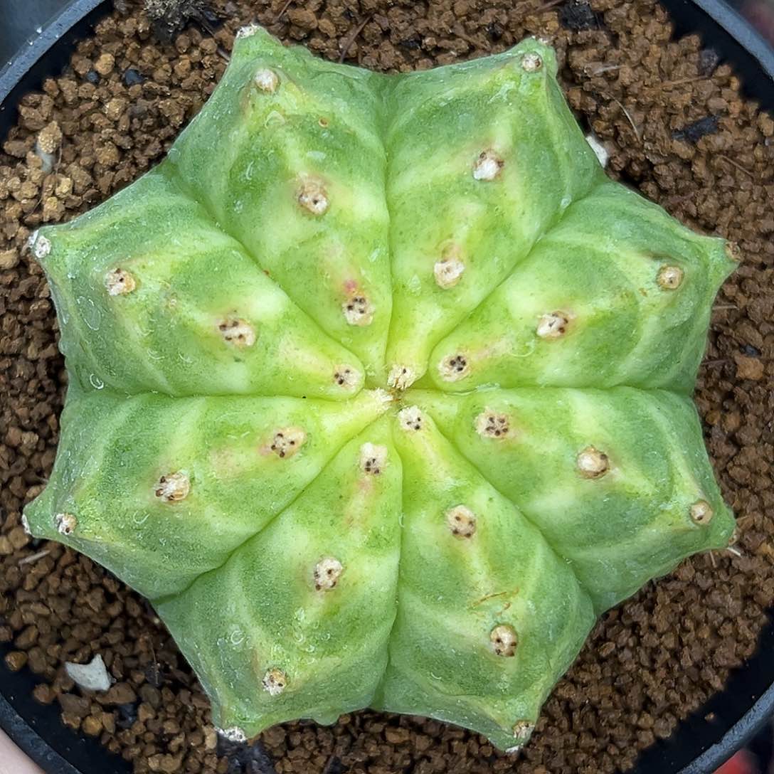 901 泰系轮回 实生 带盆土