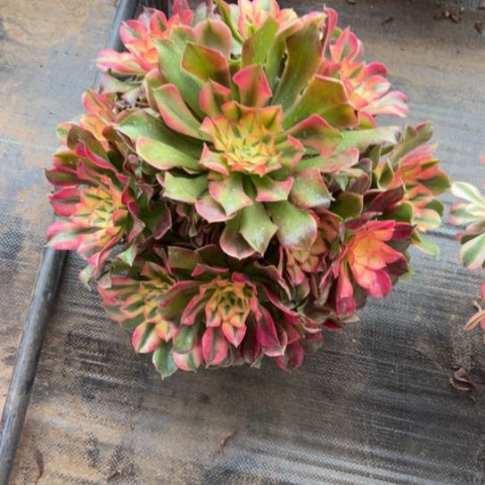 永****模特香妃一颗包邮福利