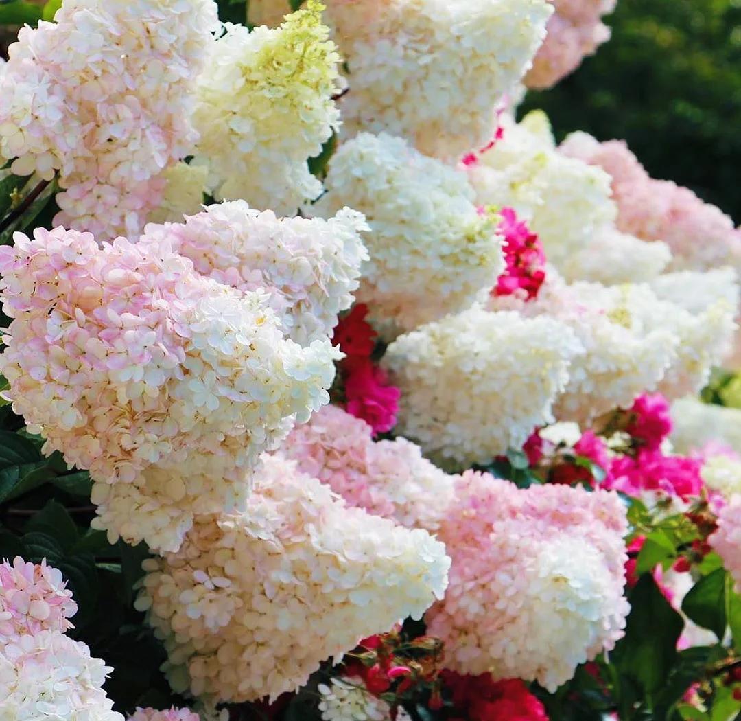 【3加仑】香草草莓圆锥绣球花长花期可变色适合阳台庭院地丛生石灰