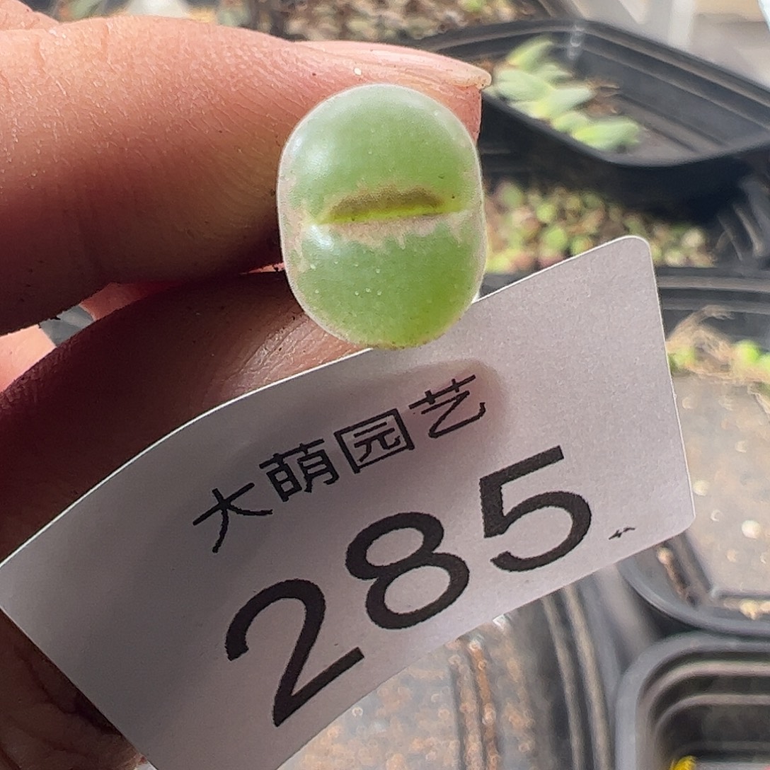 一物一拍正版安格尼斯之眼，285