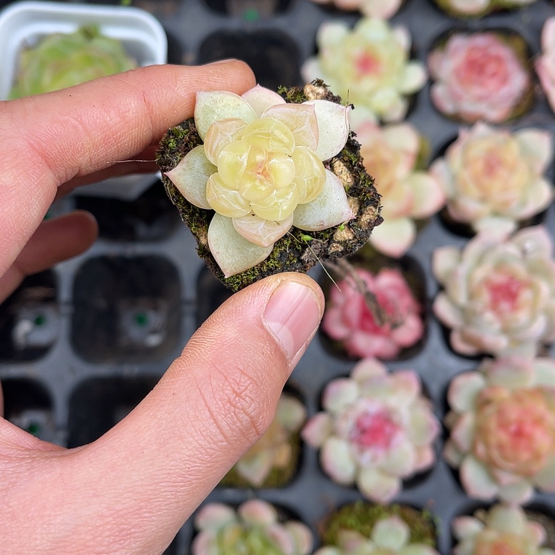 精品多肉一物一拍14-104