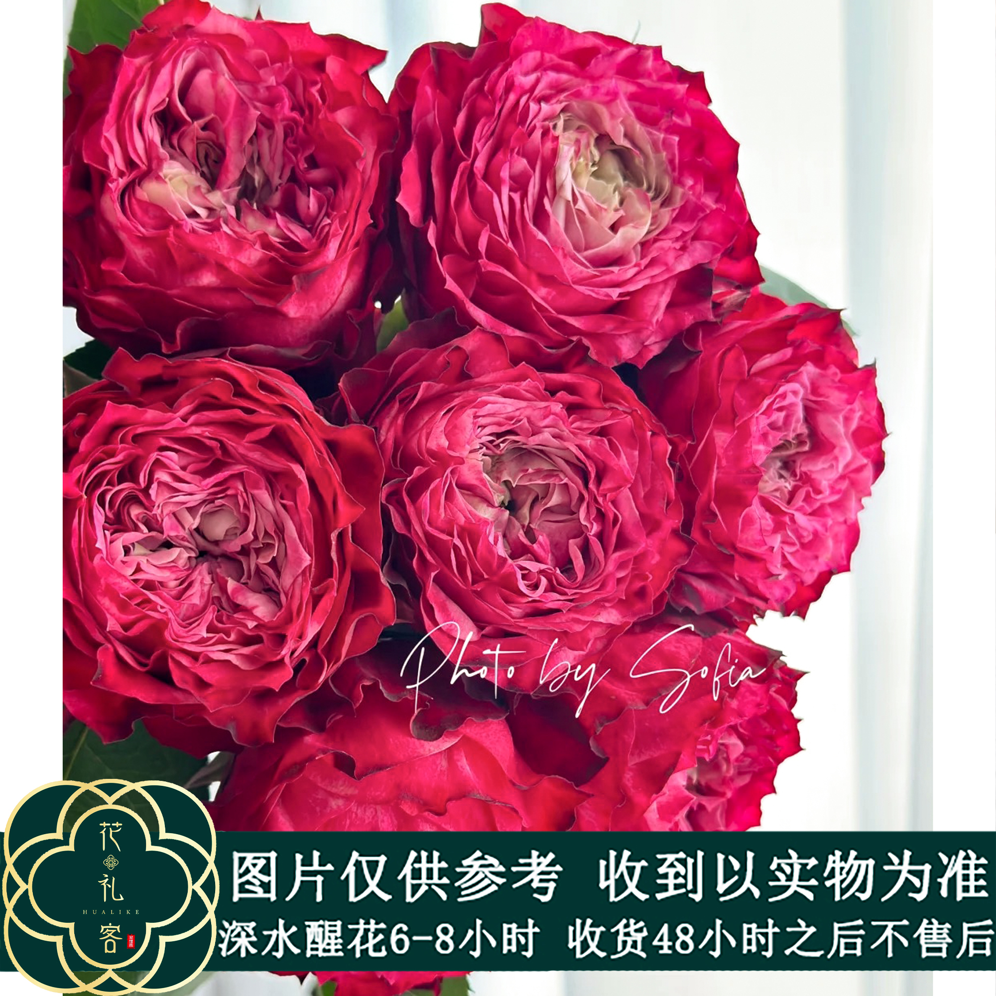 七叶花坊#单头玫瑰 【红杰克】鲜花优选 顺丰直发玫瑰花品牌