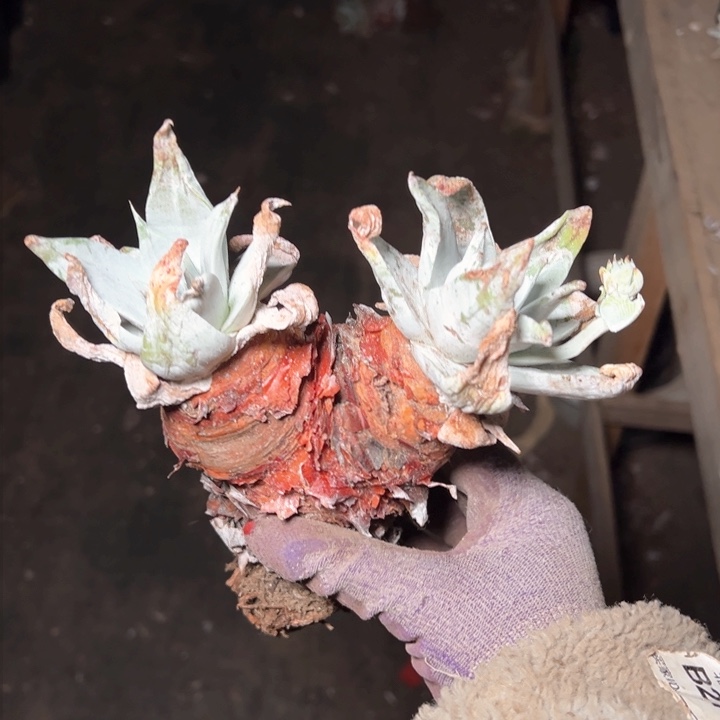 双头赛丽娜哈哈哈哈哈哈