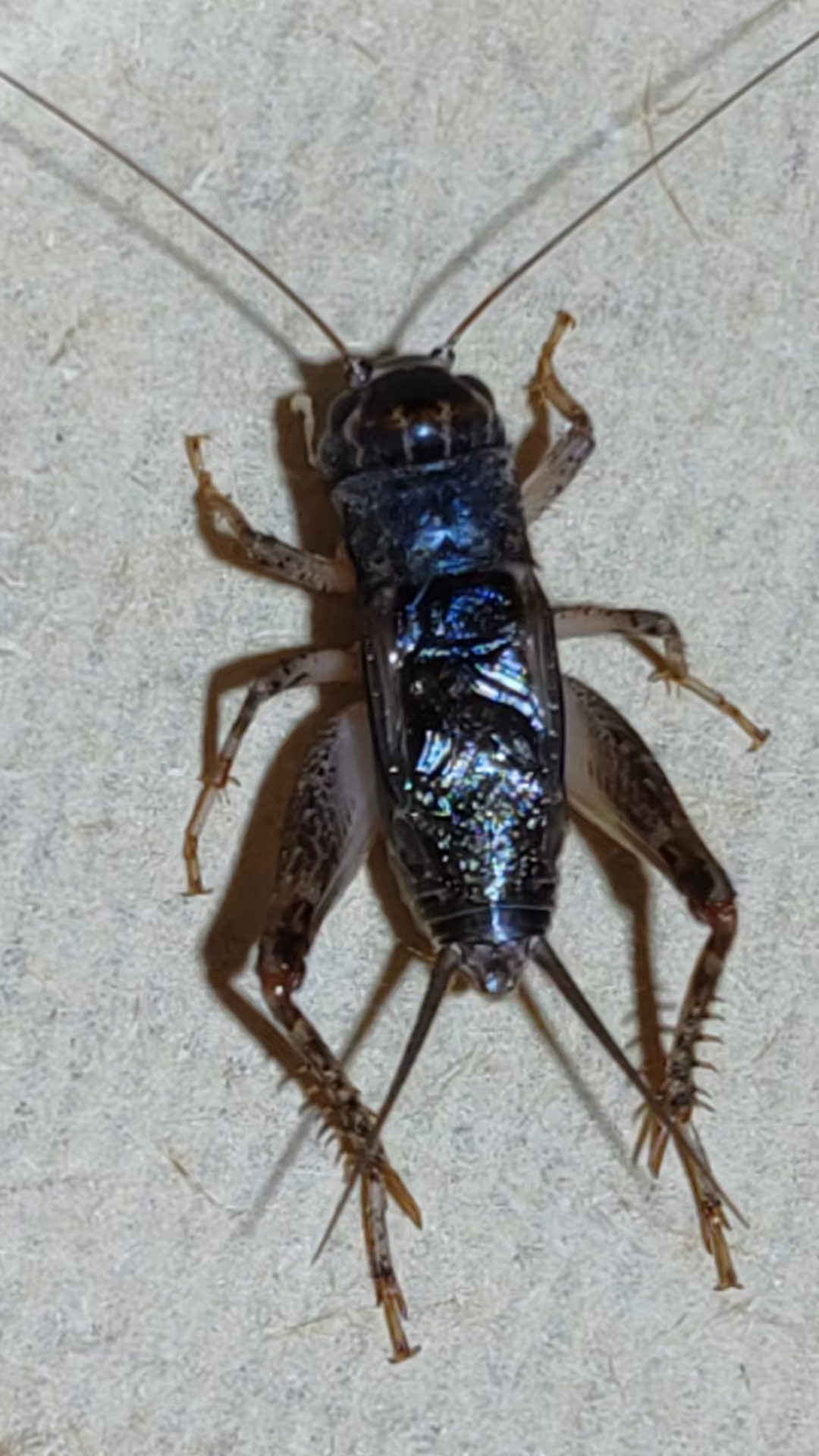 山东河北大地野生蛐蛐吃口重红黏土牙型好