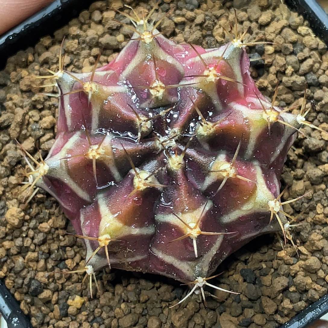 泰系实生，皮色梦想米哈