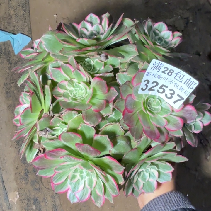 32537万花筒不包断枝