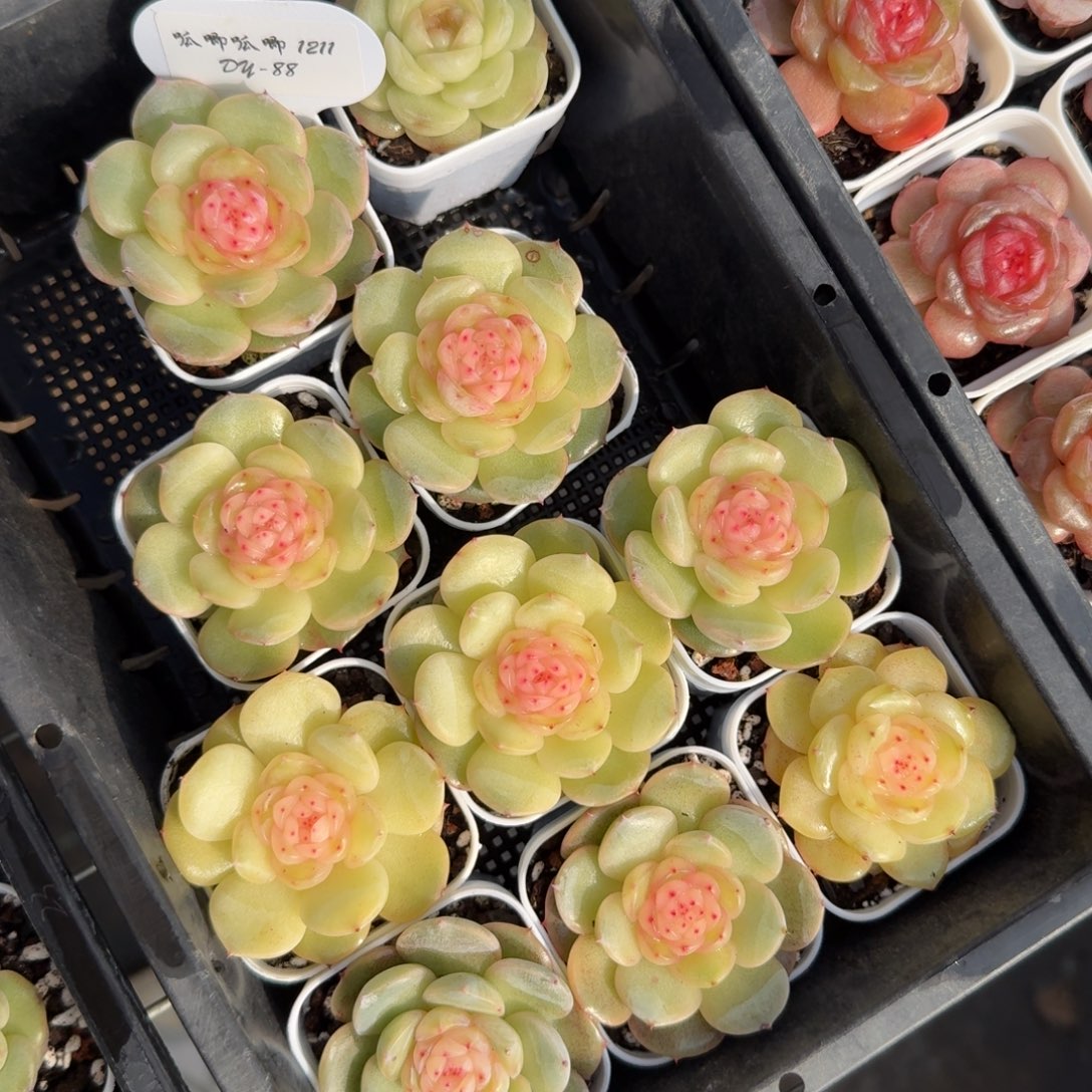 1212-088-水中花一颗量拍