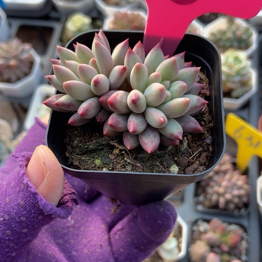 8虞美人多肉植物多肉