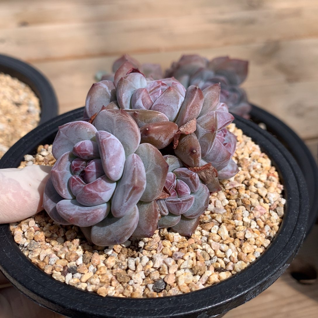 突尼斯星影发货多肉