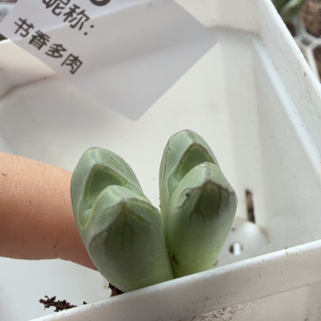 *****多肉植物。         