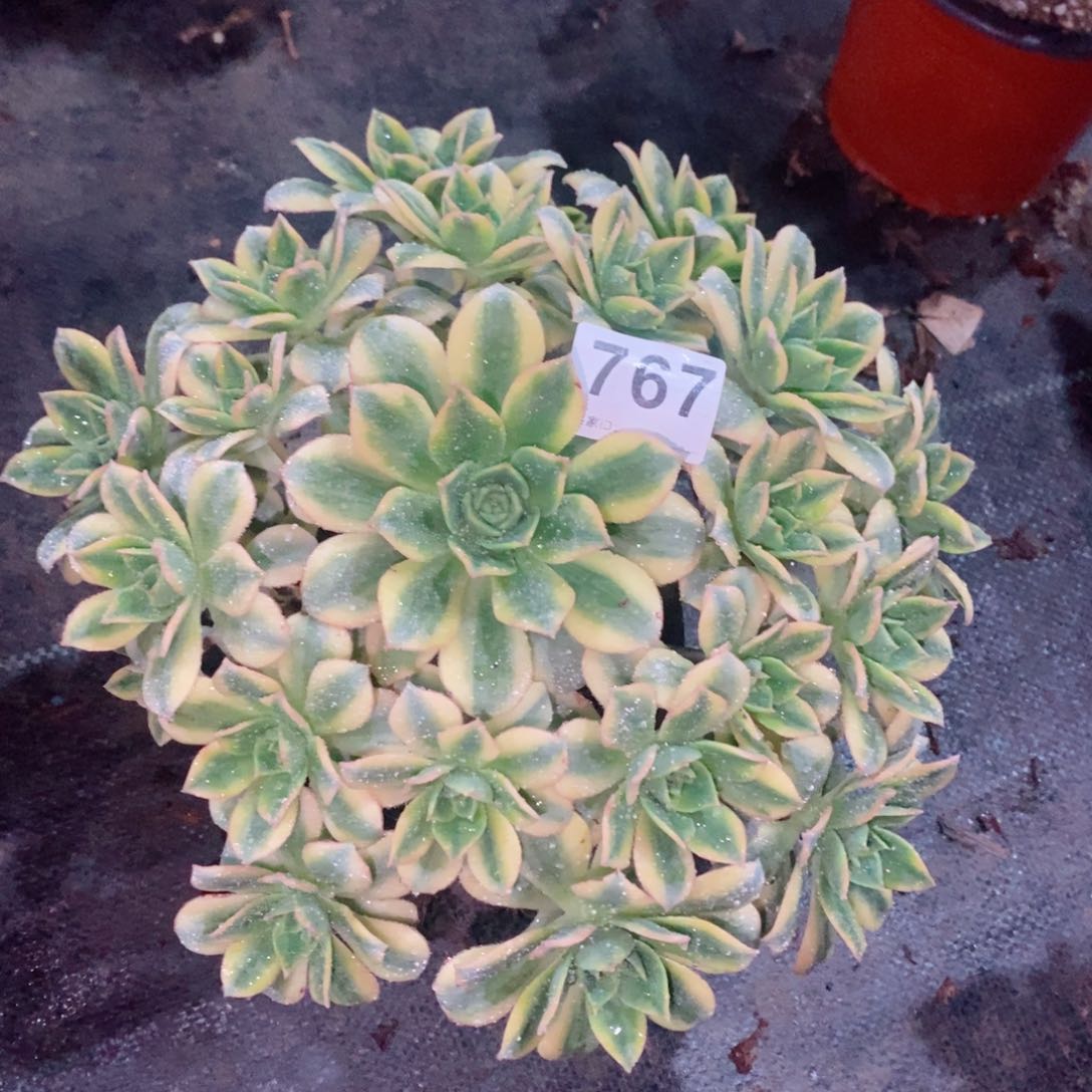 星爆767炖肉1111