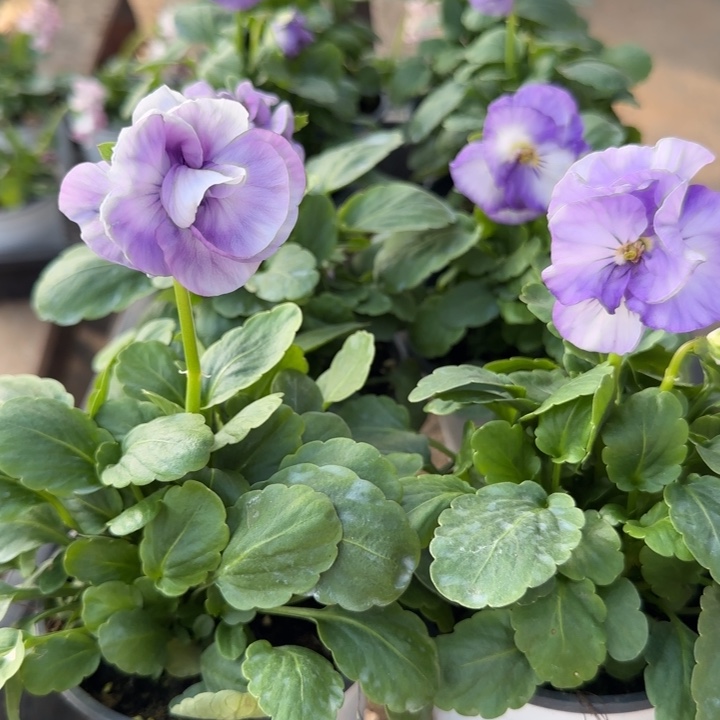 无花朵量拍紫色八重玫瑰小苗苗晃