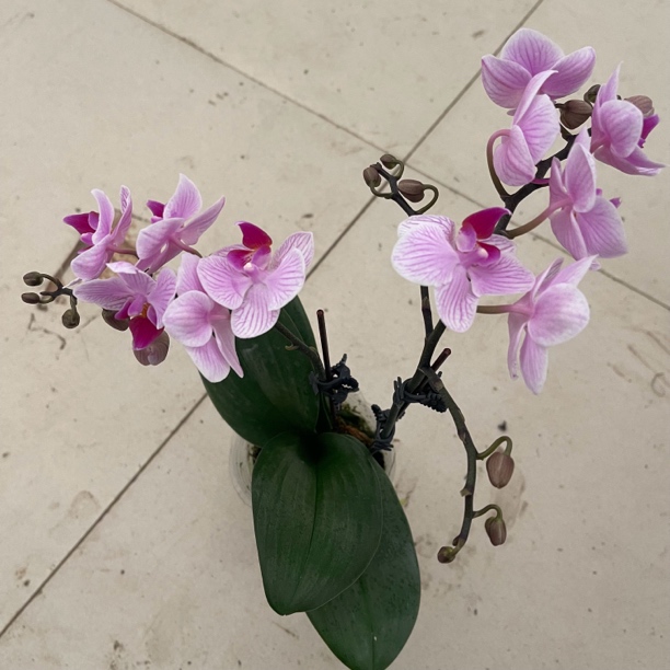 粉宝宝双梗蝴蝶兰盆栽室内观花绿植  延