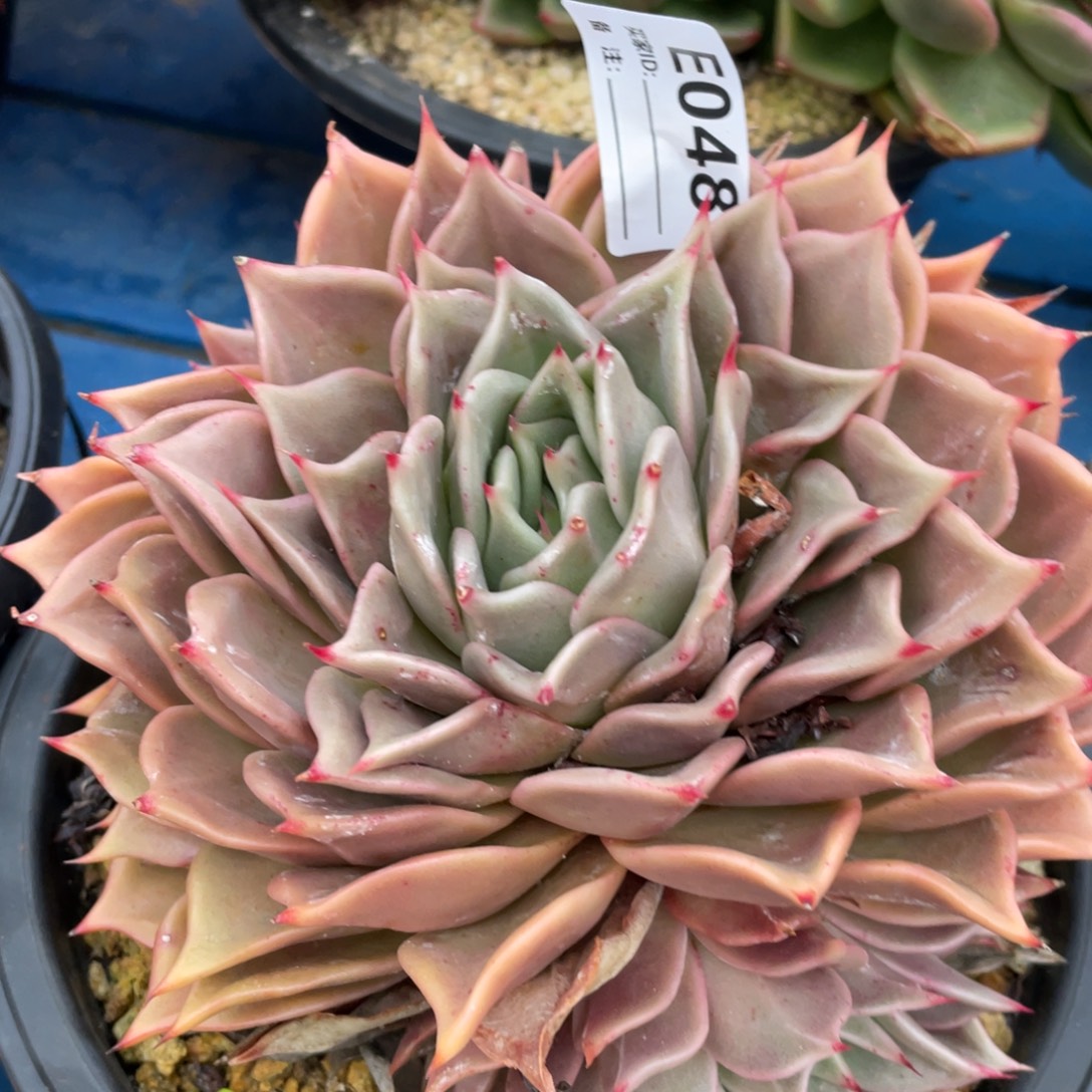 无花朵若如东云单拍E048