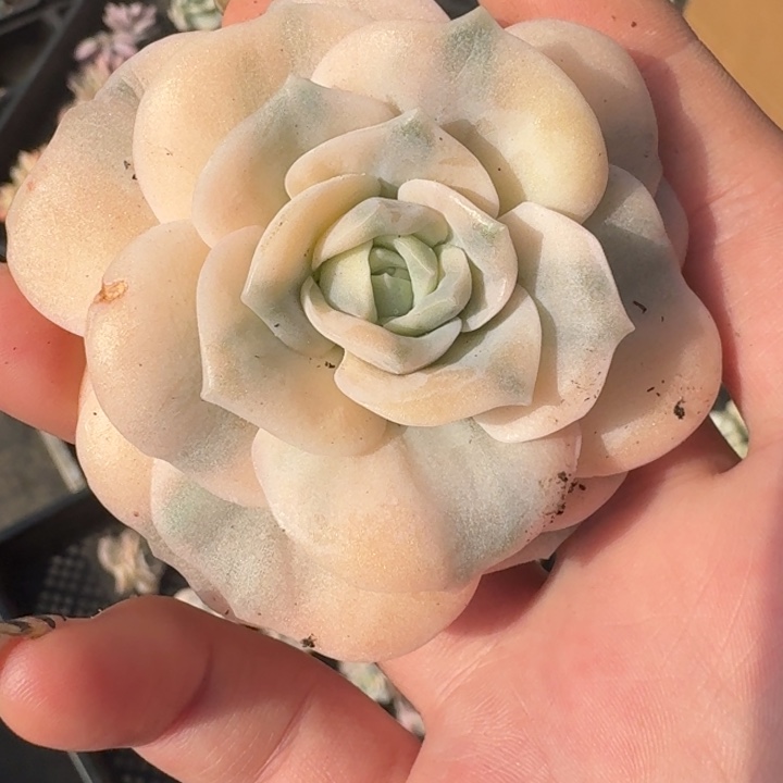 可爱玫瑰一物一拍