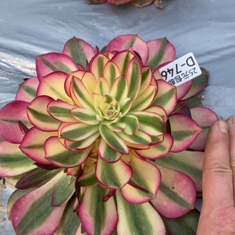 746荔枝满25包邮多肉