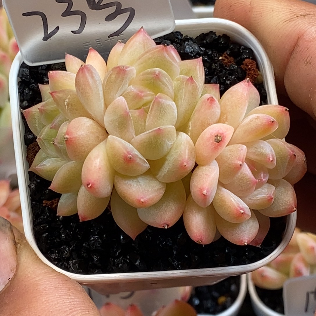 天官赐福百无禁忌