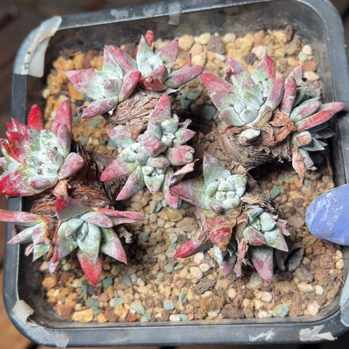 734白姆哈哈哈哈哈哈哈