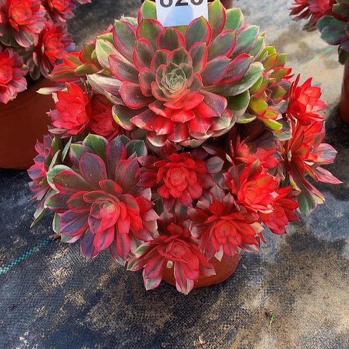 张***2法师黑魔锦82300000