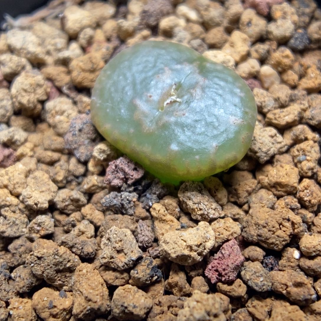 多肉植物肉锥杂交K-010 勋章