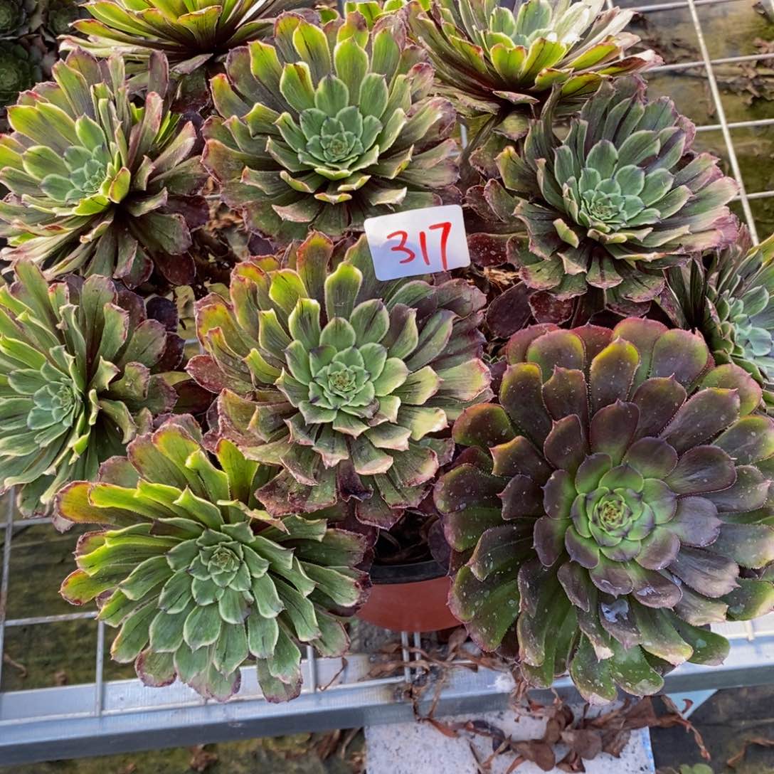 皓*317号水墨画法师多肉