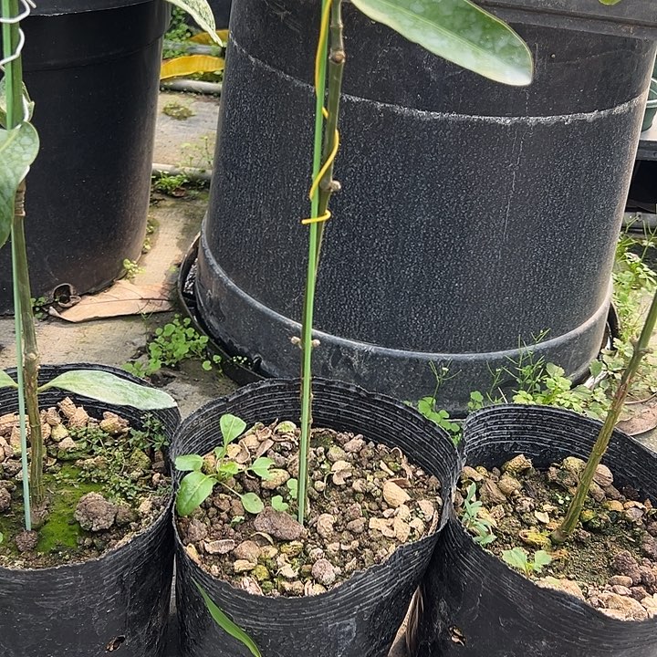 彭*新123444555555555