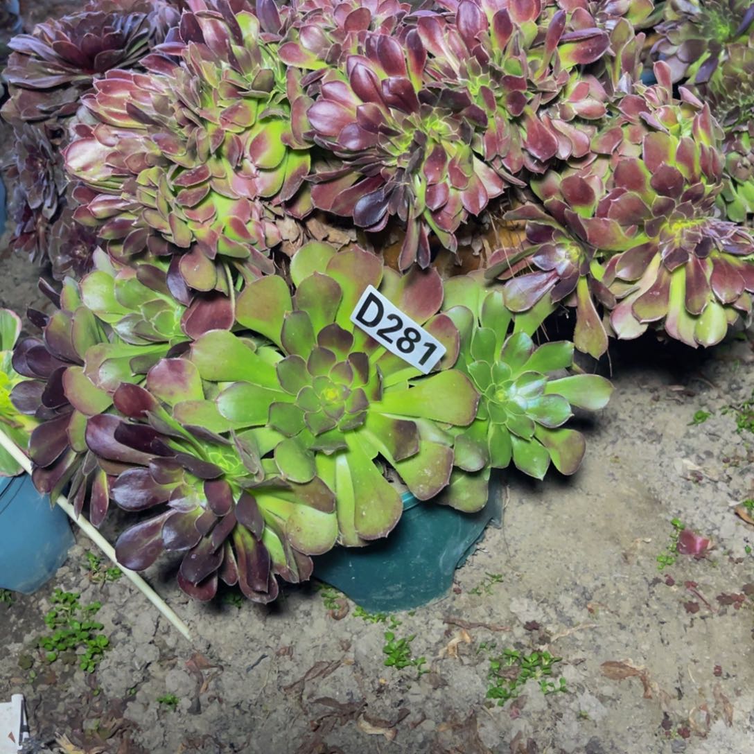 荷兰法师28//////48