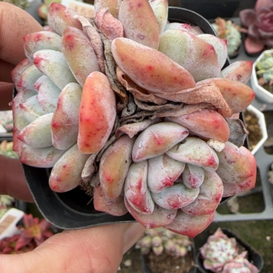 114星影多肉植物多