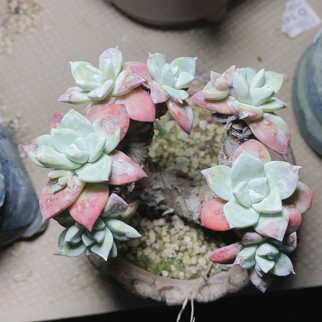 【闪购商品】哈哈哈法瑞诺沙苹果叶多肉2149