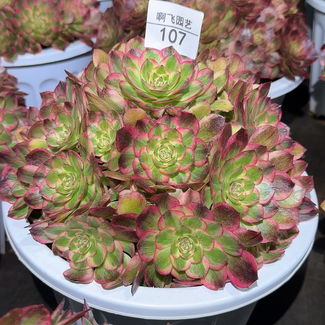 107多肉 赤子心生日福利 默认寄养