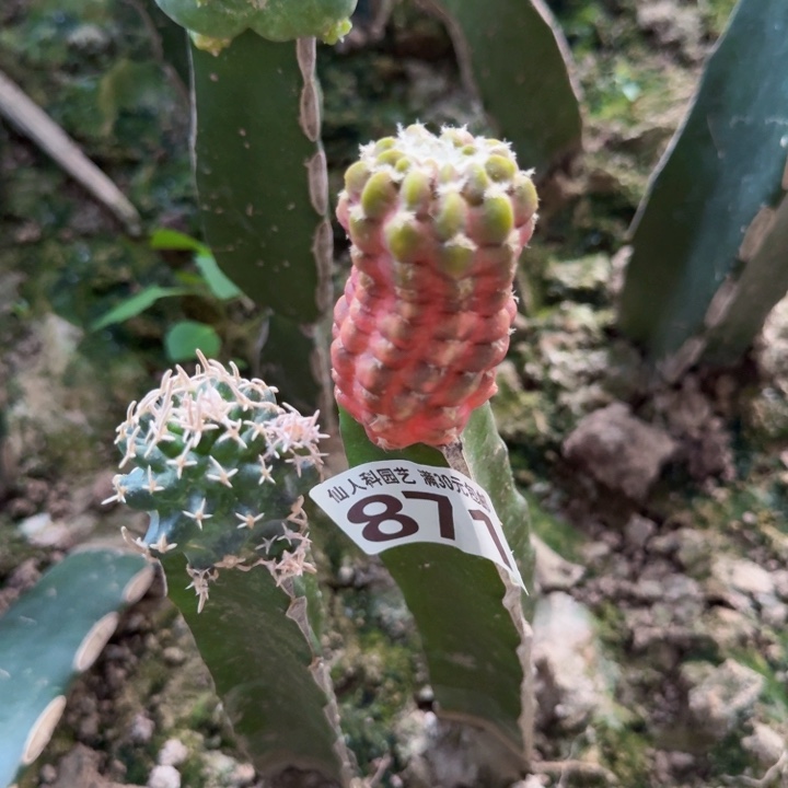 871五米锦仙人球