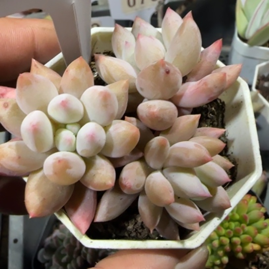 63 一物一拍多肉