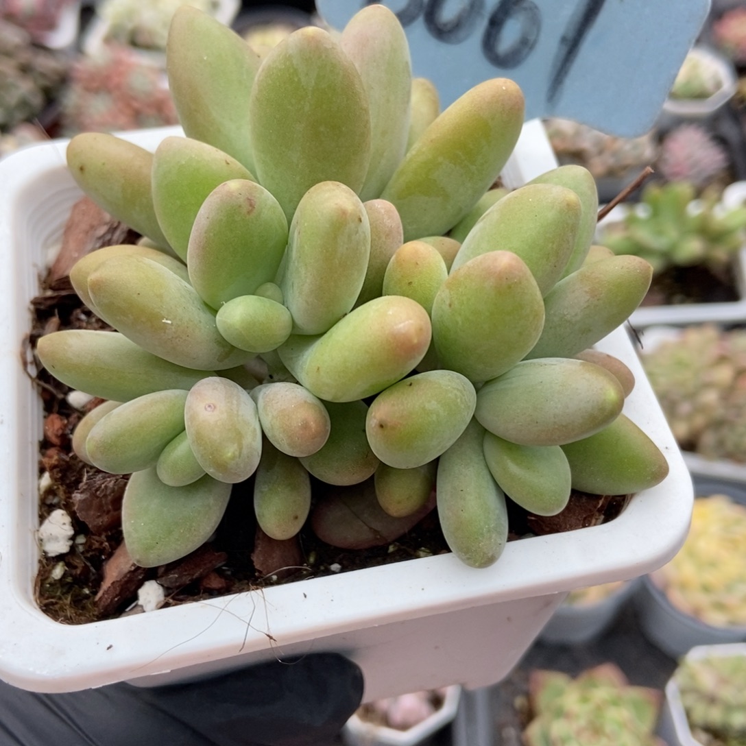 6061芒果奶多肉植物多肉