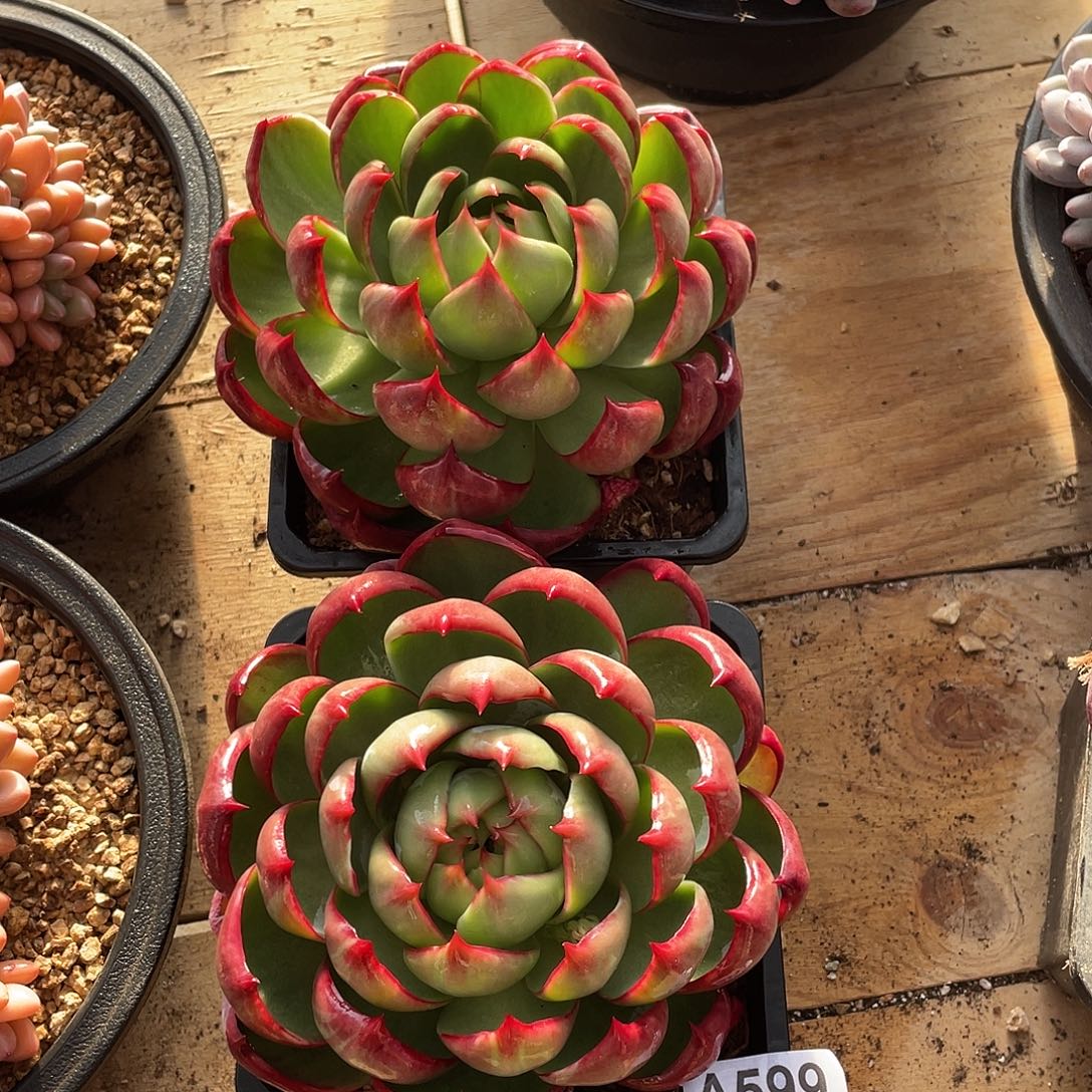 599多肉植物多肉植物