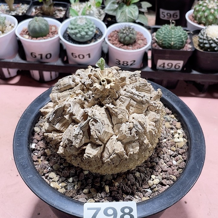 798超大龟甲箩魔块根