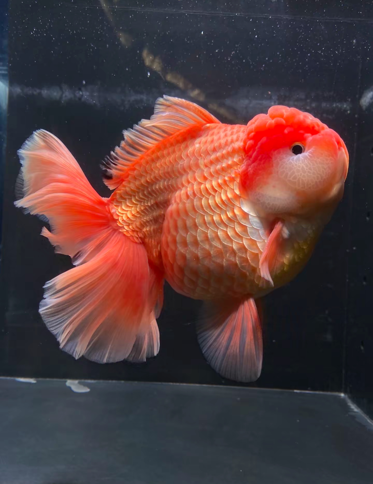 金鱼，冷水淡水短尾将军长尾千褶百褶泰狮原泰玛丽水族宠物观赏鱼