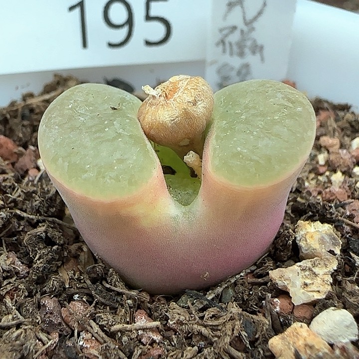 w195。   斑克磁铁。    