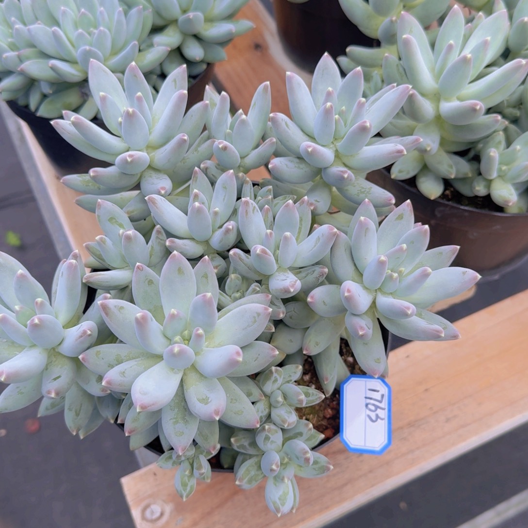 1763松果美人凡艺多肉